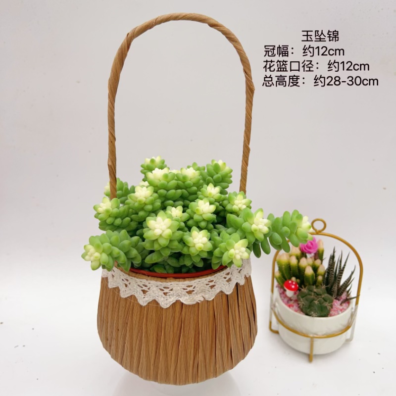 多肉植物手提花篮彩色钱串锦玉坠锦淡雪锦火焰绿焰小盆栽花卉绿植