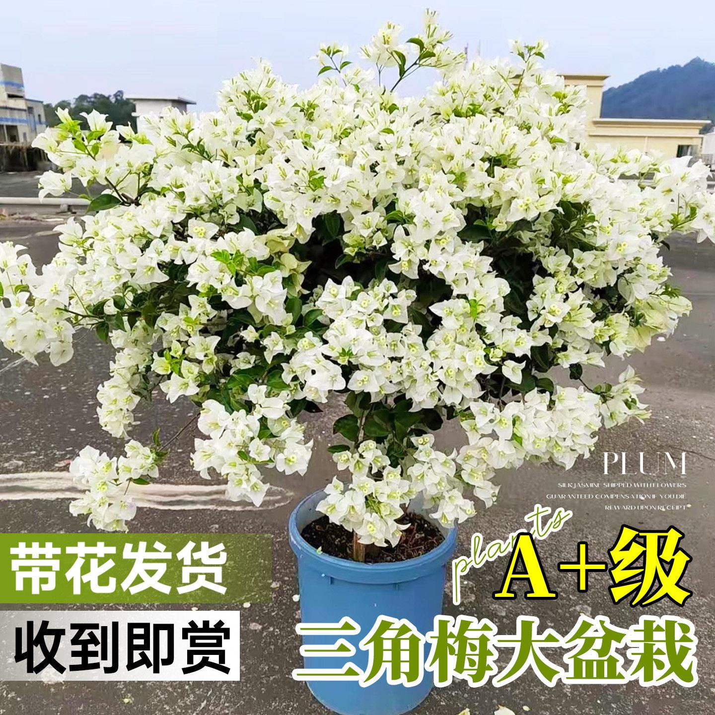 重瓣三角梅盆栽老桩带花四季花卉植物阳台白雪公主树苗鲜花开花