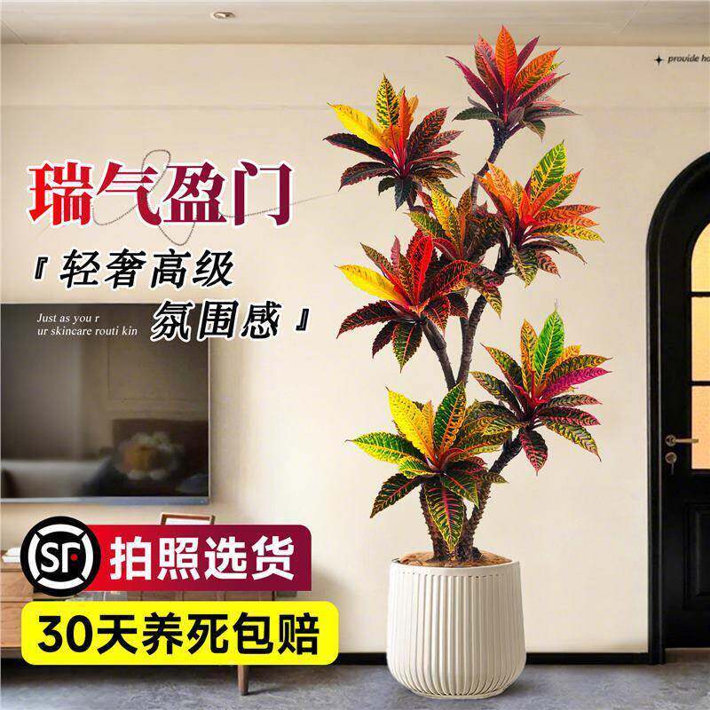 大型植变色木盆栽绿室内客真树旺宅季好养七彩变叶木21321321四造