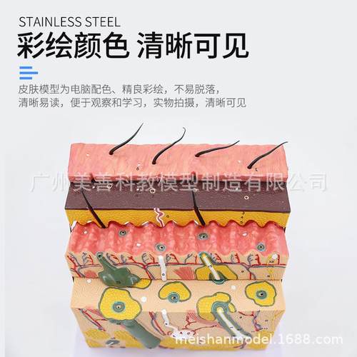 仿真体皮肤切模型,皮人肤放大模型,皮肤结构面肤149构造解剖模皮