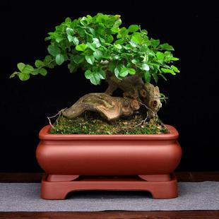 紫砂长花盆品方形座带底简约家用陶瓷MRN榕树精老桩绿植室内假山