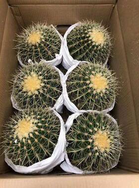 内物植居家室绿植净空气小盆栽仙人球CSX（6个化金琥整箱）