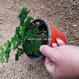 品云竹唐VMK山矮生大文竹精球矮云竹球云松矮文小苗竹室片内盆景