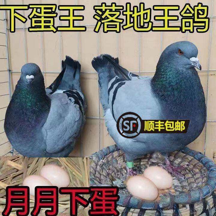 纯种落地王鸽子活一对种鸽大体鸽下蛋繁殖观赏鸽信鸽肉鸽鸟类木质