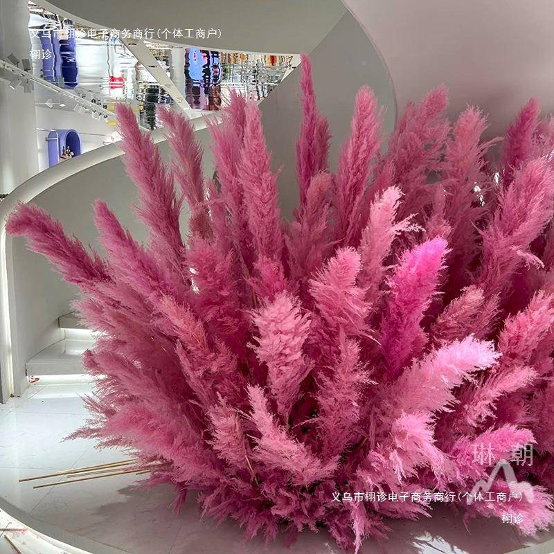粉色芦芦苇干橱花网红景SXX观花色束婚庆商场窗装饰红苇花室内外