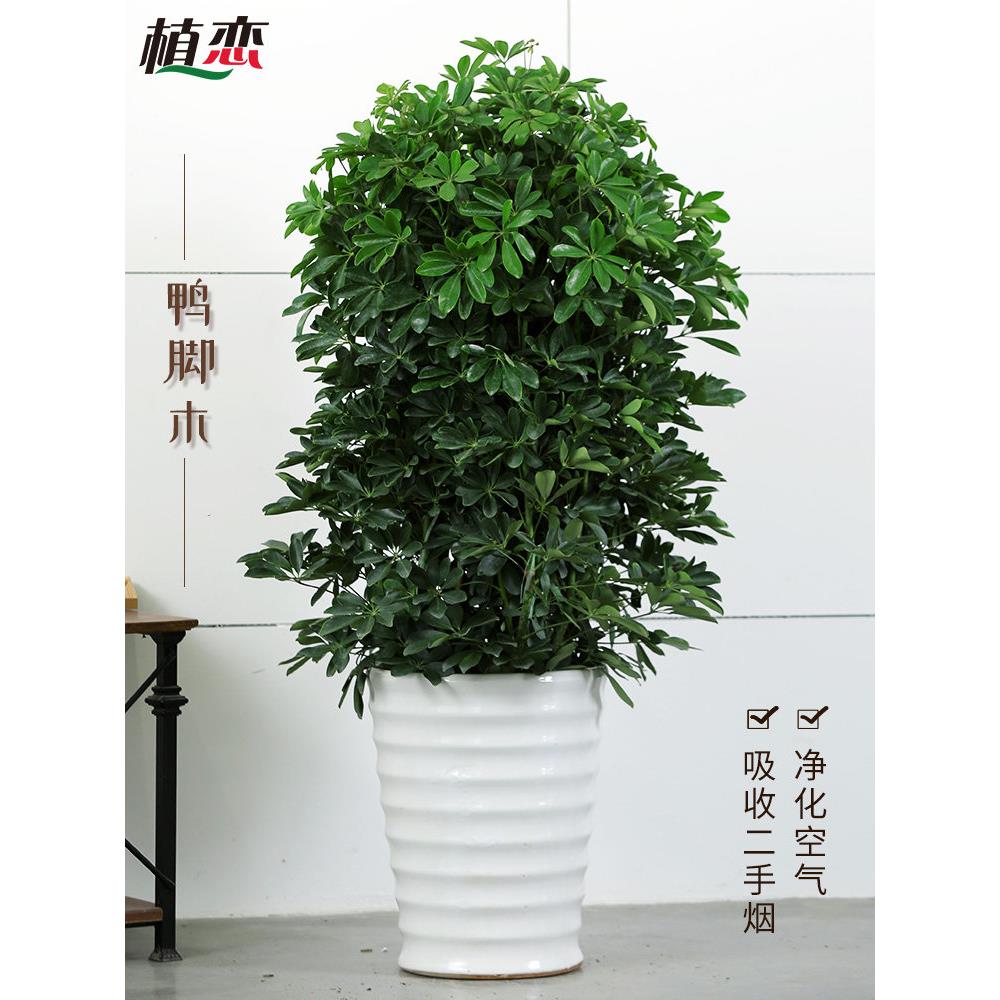 八方来财 鹅掌柴发财树大植物开业盆栽盆景 鸭脚木树苏州上海
