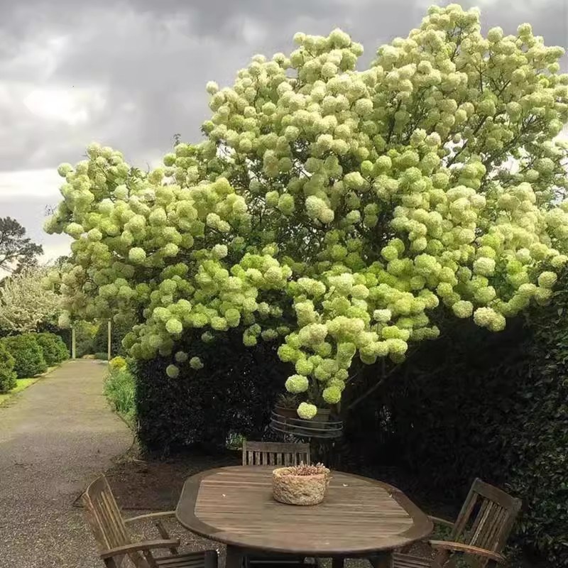 中华木绣球树苗大花斗球苗木本绣球琼花树苗庭院地栽盆栽绣球花苗