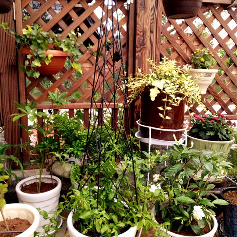 阳台尖塔形爬藤架 花架园艺铁线莲藤本月季玫瑰花支架