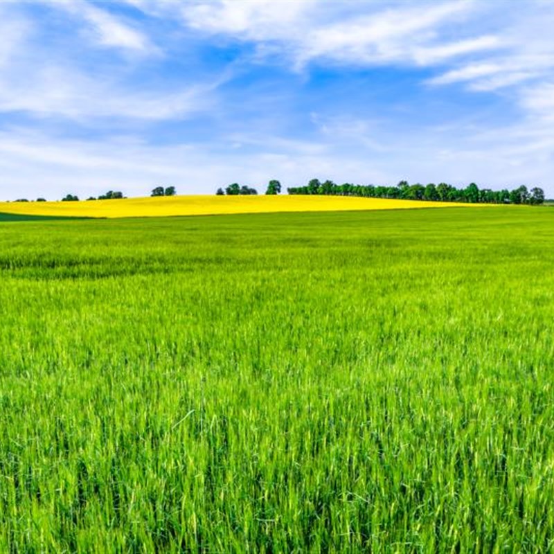 牛群羊群草原牧场蒙古包定制环保清晰3D蓝天白云草原草地延伸壁画