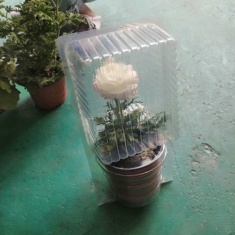 15CM花盆外包装盒绿植盆栽运输盒花盒花苗泡壳PVC吸塑打包盒定制