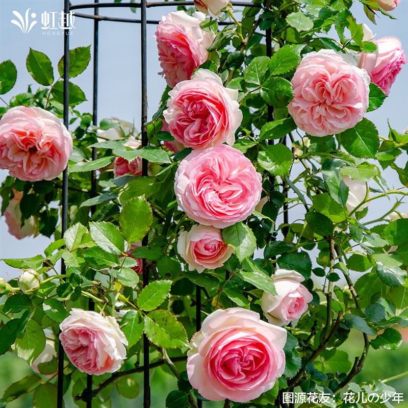 粉色龙沙宝石爬藤月季红色龙沙宝石月季花苗盆栽藤本月季小苗中苗