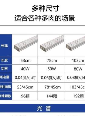 光纪之芯多肉补灯家用上色长防徒全光谱室内花世卉绿RYN植专用生