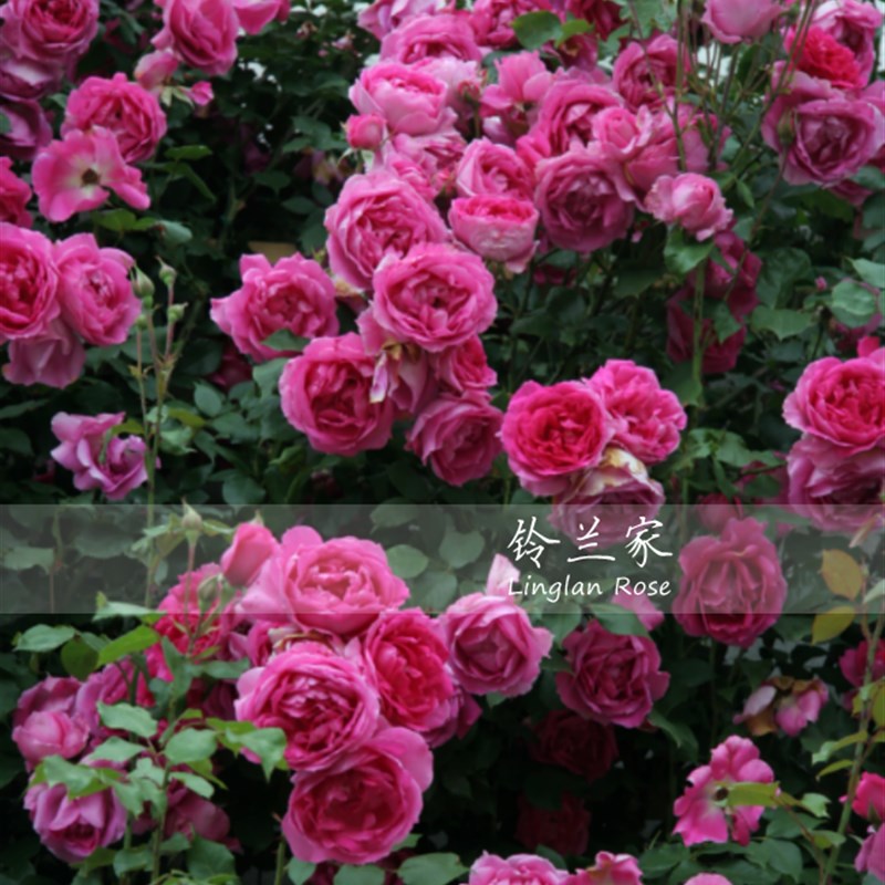 铃兰家  大游行  大型藤本花量很大爬藤月季香  玫瑰花苗攀爬