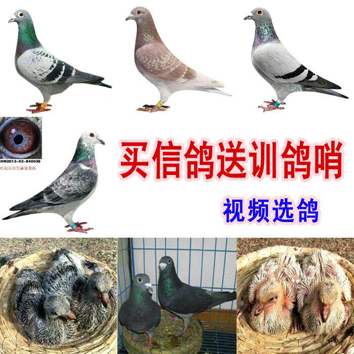鸽子活体一对瓦灰红雨点麒麟花火凤凰吴淞李鸟黑白色信鸽幼鸽包邮