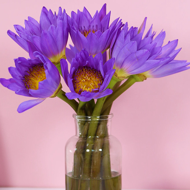 紫色睡莲鲜花花束10支带花苞水养室内云南直发直批昆明花卉市场,鲜花速递/花卉仿真/绿植园艺,鲜花速递(同城),淘宝优惠券,粉丝福利购,淘宝优惠卷