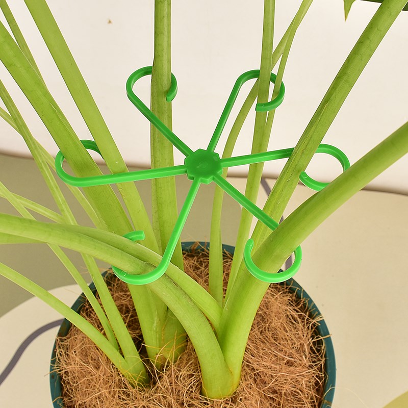 龟背竹防倒伏支架固定器绿植物固定夹水培花茎春羽园艺花卉收拢架