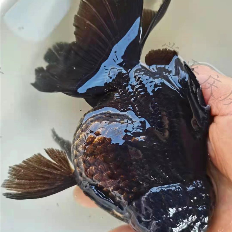 黑泰狮原泰百褶裙金鱼活鱼淡水冷水观赏鱼水族宠物国狮包活包邮