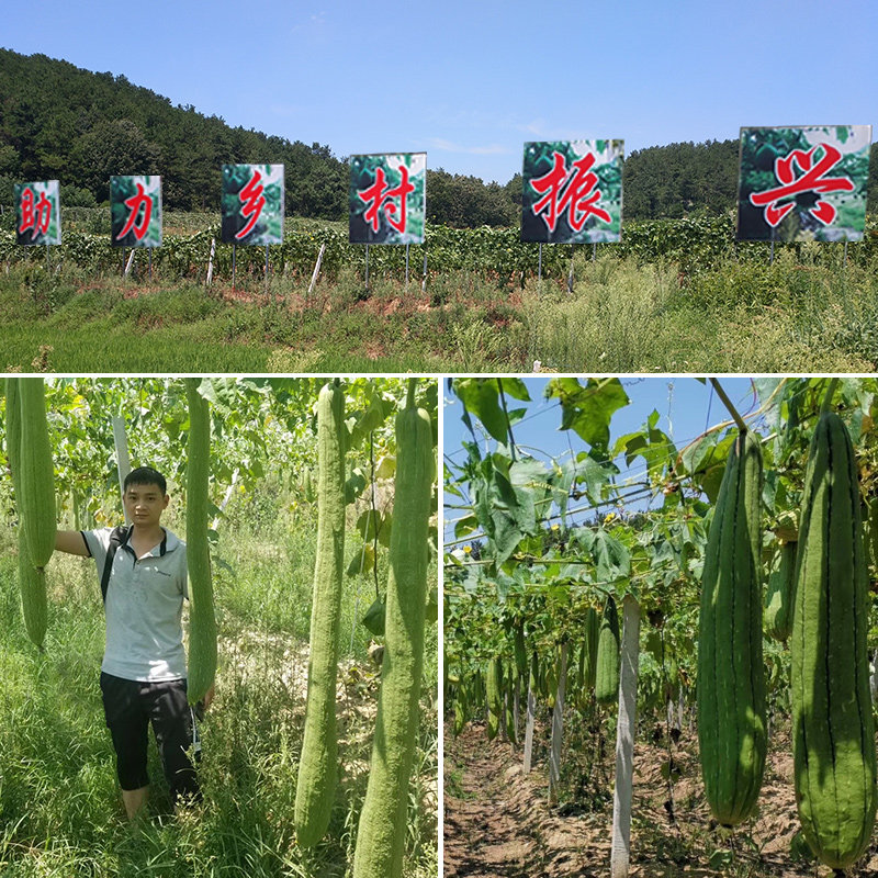 天然丝瓜络清洁洗碗刷锅丝瓜瓤百洁布干丝瓜洗碗布丝瓜搓澡沐浴刷,家庭/个人清洁工具,百洁布,淘宝优惠券,粉丝福利购,淘宝优惠卷