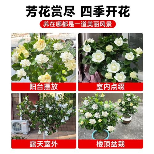 牡丹栀子花盆栽棒棒糖独杆树苗带花苞栀栀花桅子花四季开花卉植物