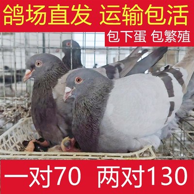 鸽子活苗幼鸽活鸽子一对青年鸽雨点鸽信鸽活体家养鸽土鸽银王鸽子