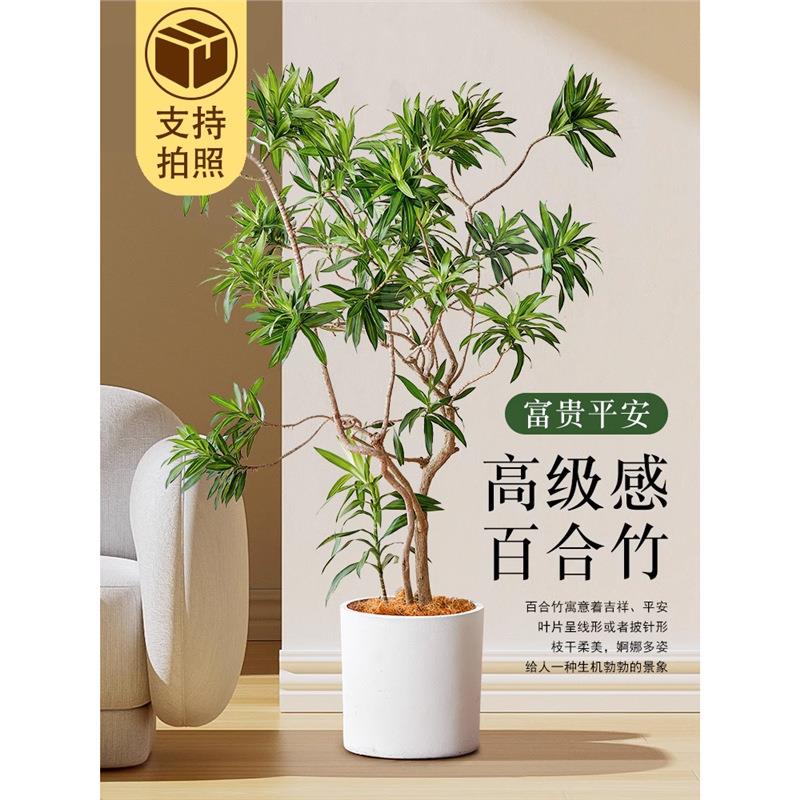 金心百合竹客厅真绿植室内大型植物盆栽龙血树网红金边百合竹盆景