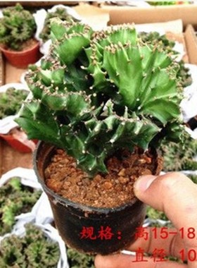 多肉植物彩麒麟盆栽【种植好包装不会坏】玉麒麟绿植花卉