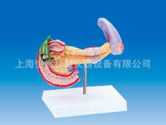 脾、胰、胆和十二指肠模型