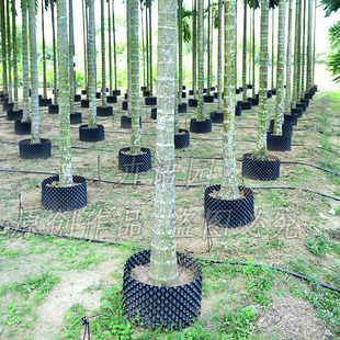 槟榔树专用护根器 黑色塑料围板 果树树苗阻根板加厚围树板控根器