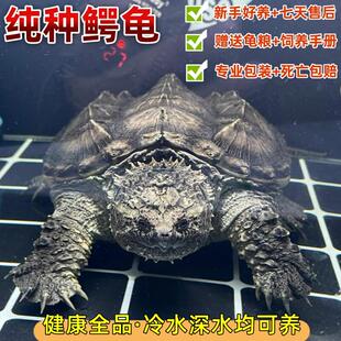 鳄龟爆刺佛鳄龟幼苗杂佛正宗纯佛宠物龟凶猛小乌龟活物北美小鳄龟