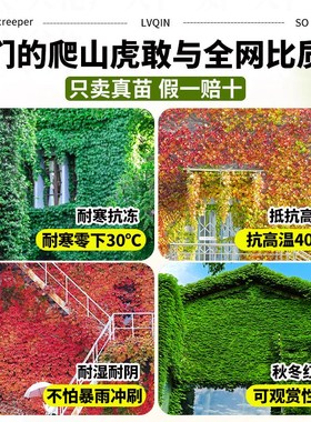 爬山虎树苗爬藤植物三叶五叶地锦庭院四季常青爬墙虎攀援护坡花卉