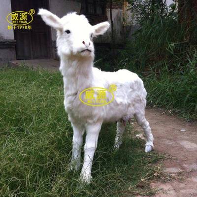 威源 仿真奶羊 摄影道具装饰 大型动物 仿真羊wy235