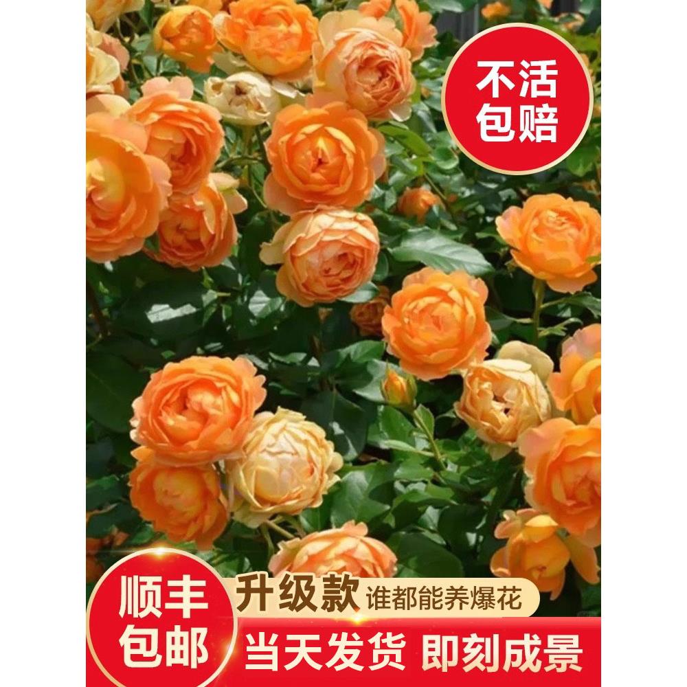 蜂蜜焦糖蔷薇花苗藤本月季庭院爬藤植物花卉盆栽阳台玫瑰多季开花