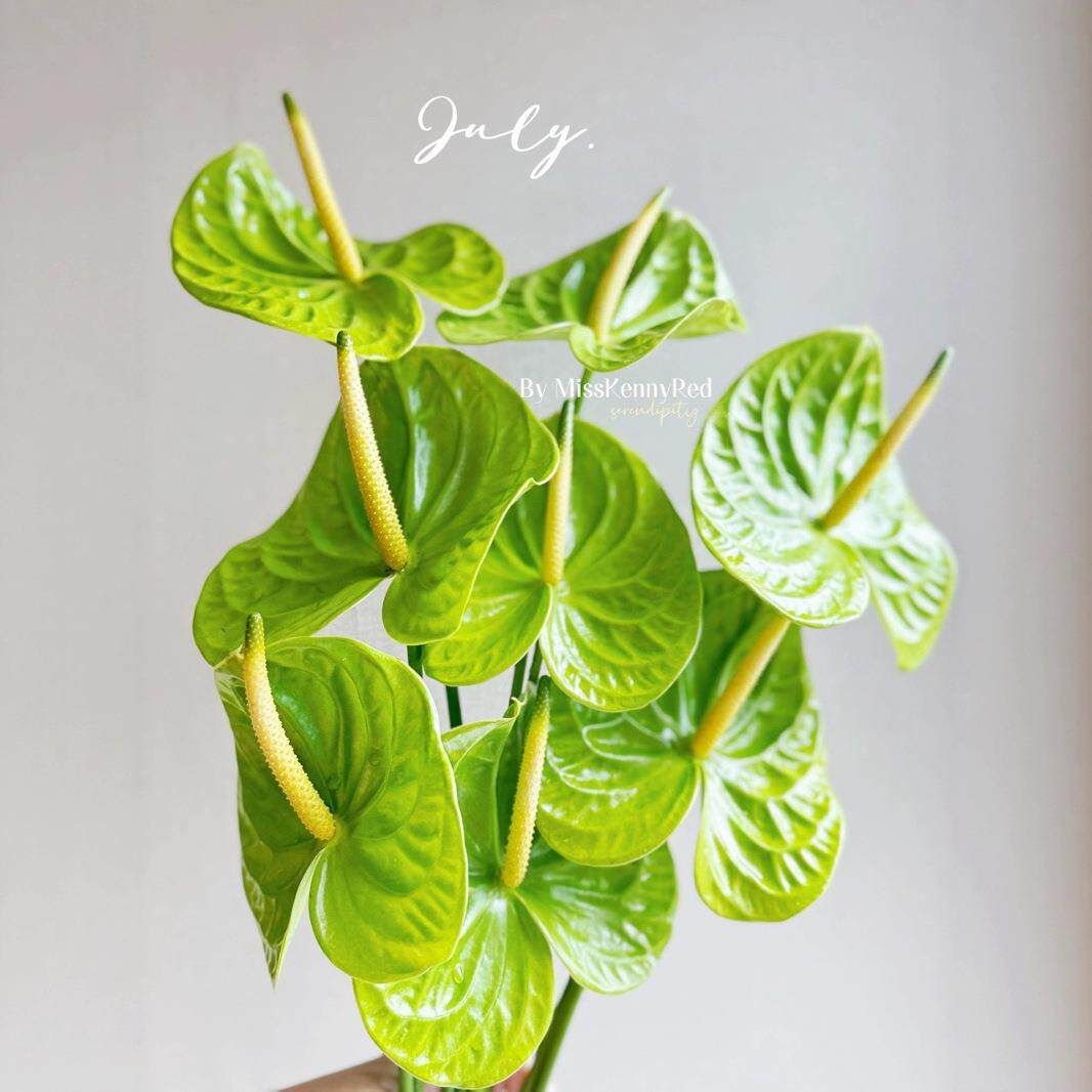 红掌粉掌绿掌彩色一掌花瓶OUF水养插花婚庆专用鲜花12鲜支盒