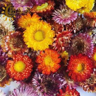 头麦秆菊花按斤称麦秆菊花天然风干真干花diy材料小雏燥菊乾花花