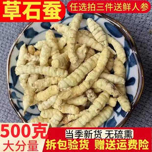 草石蚕500g克中药材地蚕土冬虫草白虫草泽兰根地参云南虫草参正品