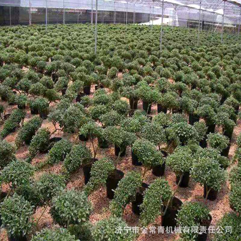 全自动制钵机营养土装袋机花卉养殖种植造土机大棚用制钵营养土机