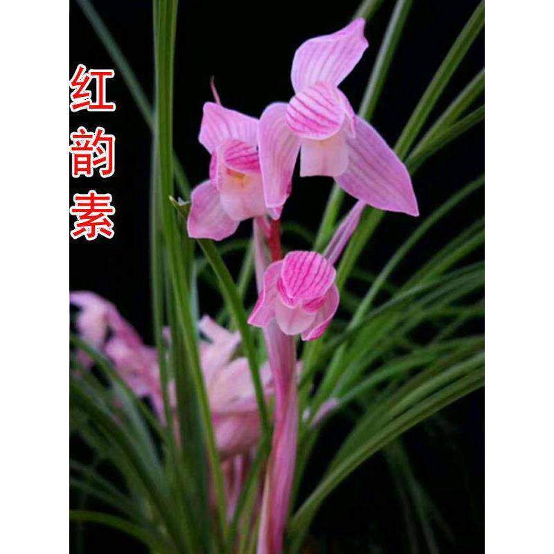 精品兰花苗莲瓣兰红韵素无花苞浓香花卉阳台进口颗粒使用裸根发货