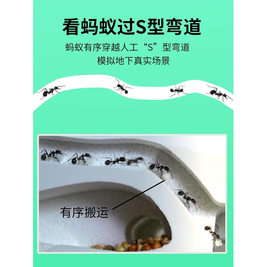 正品蚂蚁城堡套餐工坊送收获蚁后配件学生观察生态箱巢窝笼子活物
