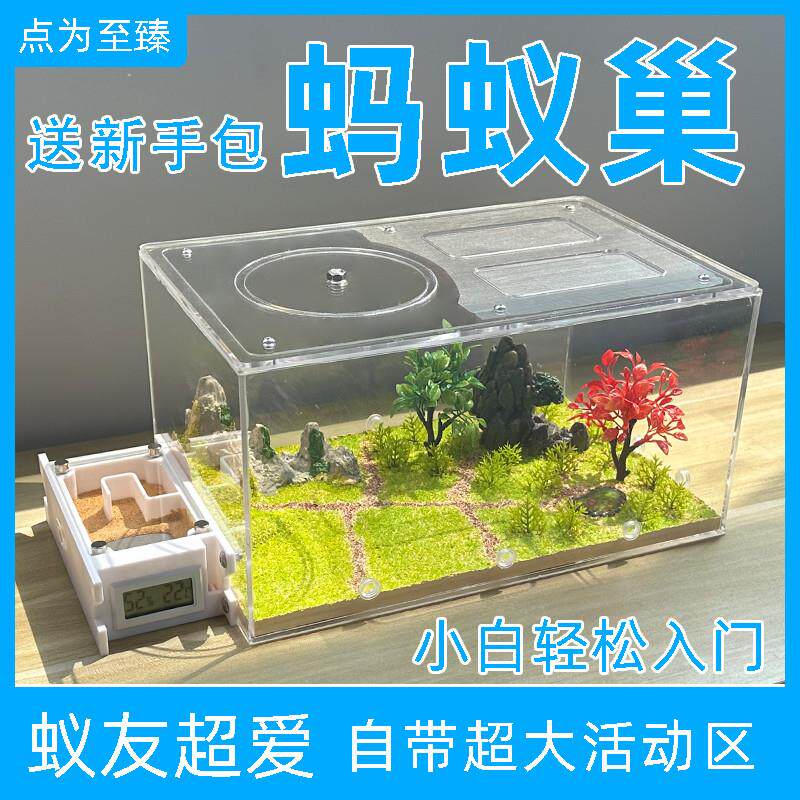 蚂蚁工坊宠物蚂蚁城堡 蚂蚁生态箱 蚂蚁窝生态平面蚁巢活动区教学