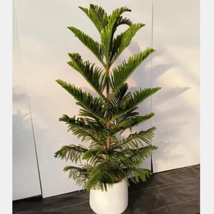 室内摆放绿植南洋杉可做圣诞树观赏常绿花卉盆栽四季办公室植物