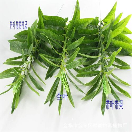 仿农真植物单杆芝麻叶CAY作物果树绿胡麻黑白迷芝麻双子叶你盆植