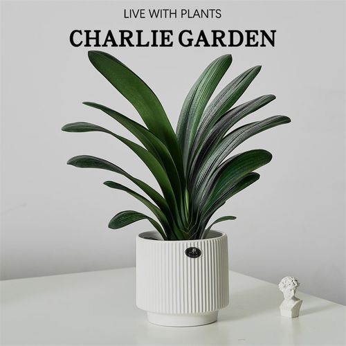 两片心君子兰盆栽花卉室内办公室耐阴植物四季好养高档名贵送礼