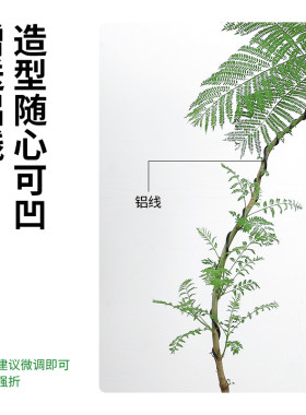 大蓝色的花楹盆栽室内客厅大型绿植好养活电视柜旁边四季家养树苗
