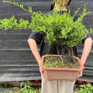 型盆景室外栽绿植庭盆院盆中小型景造居家花5卉20铁包金