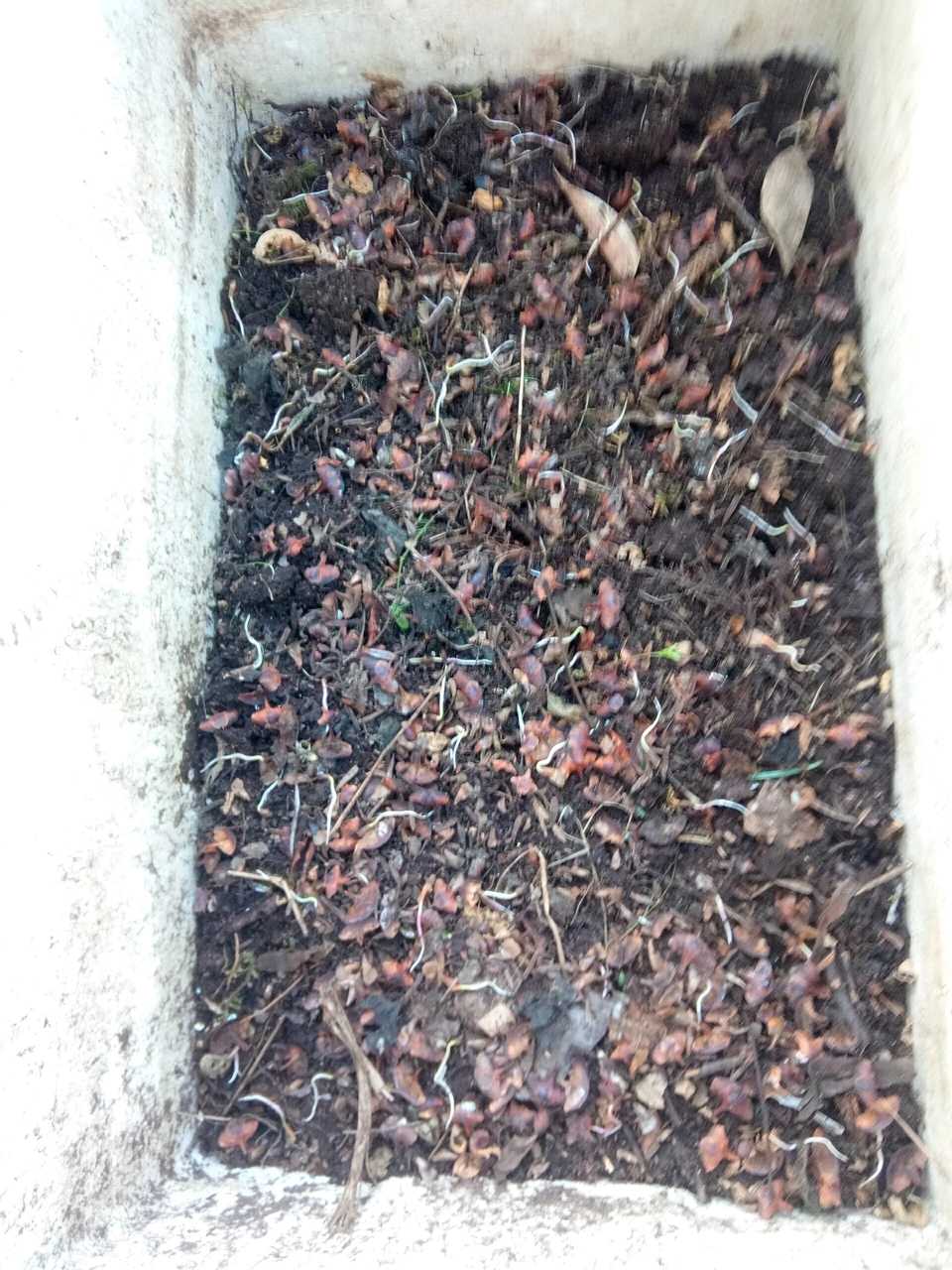 自家培育秦岭冷杉种苗 耶诞树 包邮保活净化空气卧室窗台花卉