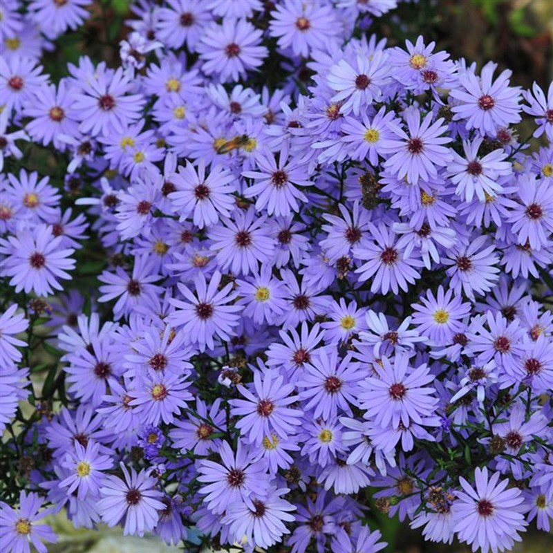 翠菊紫菀荷兰菊小卡罗花苗伊娃姬小菊矮生重瓣盆栽糖果甜心花菊花