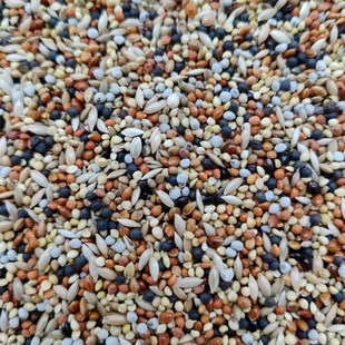 鸟食七彩文鸟玉鸟珍珠十姐妹芙蓉麻雀雀类等小型鸟儿混合粮白苏子