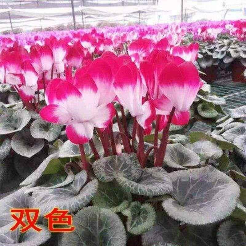 仙客来盆栽大苗室内花卉兔子花 年宵花苗兔耳朵花 四季带花发货
