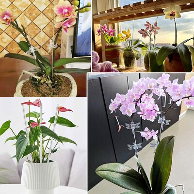 兰花支架透明杆绿植物蝴蝶兰支架亚克力园艺造型固定夹多肉支撑杆