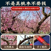 天然东南桃木枝树棍挂件敲打葫芦桃木棍儿童婴儿车随身剑五帝钱